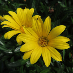 日本で秋にガザニアが黄色い花を咲かせています