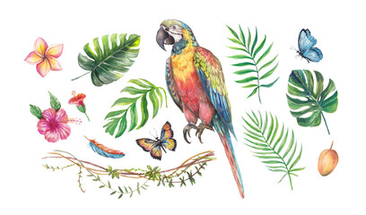 Watercolor tropical set with a colorful parrot, hibiscus and plumeria flowers, palm and monstera leaves, butterflies, feathers, vines and fruit. Hand-painted exotic elements isolated for design projec