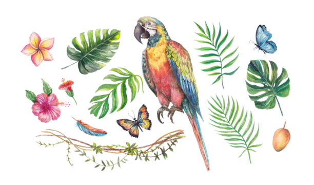 Watercolor tropical set with a colorful parrot, hibiscus and plumeria flowers, palm and monstera leaves, butterflies, feathers, vines and fruit. Hand-painted exotic elements isolated for design projec