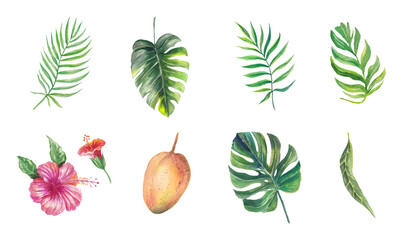 Watercolor tropical set with ahibiscus, plumeria flowers, monstera and palm leaves and mango. Vibrant hand-painted botanical and wildlife elements isolated for design projects.