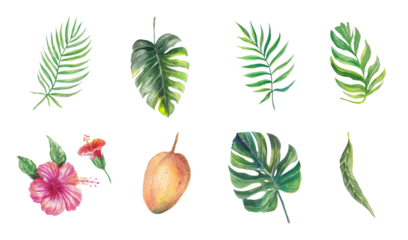 Watercolor tropical set with ahibiscus, plumeria flowers, monstera and palm leaves and mango. Vibrant hand-painted botanical and wildlife elements isolated for design projects.