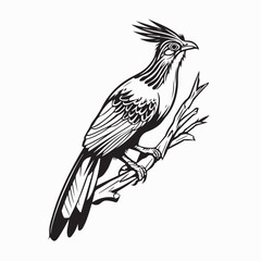 Exotic Hoatzin Birds Perched on Branch Vector on white background