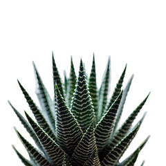 Zebra Haworthia Succulent Plant with Striped Green and White Leaves Isolated on a Black Background Studio Photography Natural Soft Tone