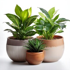 Obraz premium Isolated three potted houseplants against a white background