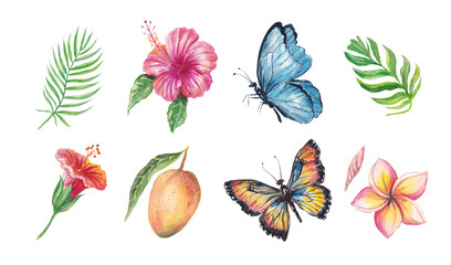 Watercolor tropical set with a hibiscus and plumeria flowers, palm and monstera leaves, butterflies, feathers, vines and fruit. Hand-painted exotic elements isolated for design project