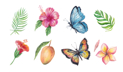 Watercolor tropical set with a hibiscus and plumeria flowers, palm and monstera leaves, butterflies, feathers, vines and fruit. Hand-painted exotic elements isolated for design project