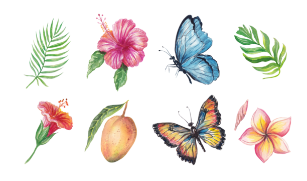 Watercolor tropical set with a hibiscus and plumeria flowers, palm and monstera leaves, butterflies, feathers, vines and fruit. Hand-painted exotic elements isolated for design project