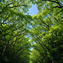 tree, forest, nature, green, landscape, leaves, sky, trees, spring, leaf, wood, summer, blue, foliage, park, branch, branches, woods, pine, environment, outdoors, natural, outdoor, sunlight, trunk