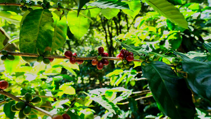 Coffee bush with red and green beans.