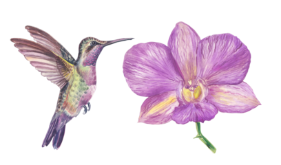 Watercolor illustration set of exotic tropical bird Colibri and violet orchid. Colorful, detailed, hand-painted artwork isolated for prints and design projects.