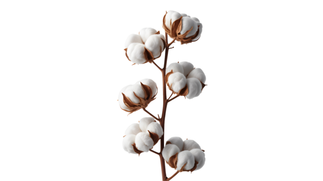 Elegant cotton branch with fluffy bolls, perfect for textile, fashion or organic product designs, conveying softness, purity and natural beauty in every detail