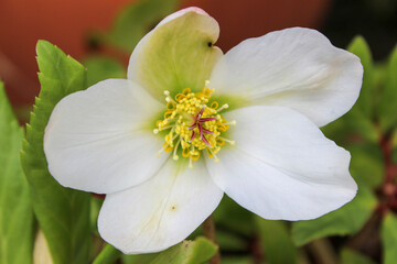 A bright, white Hellebore flower (Helleborus niger) known as a Christmas Rose, with prominent yellow and pink stamens in April, well after its typical winter flowering season