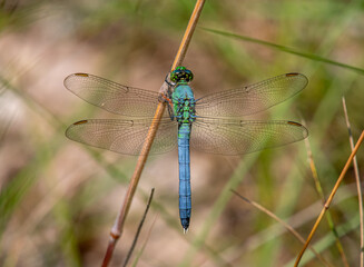 Eastern Pondhawk dragonfly resting on a plant stem in a Driftless Area natural preserve in Wisconsin.
