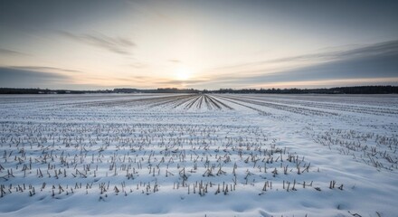 A snow-covered field with a lone tree in the distance, under a cloudy sky with a setting sun.