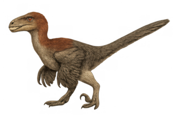 Feathered dinosaur, a velociraptor-like predator, standing and looking forward, representing prehistoric wildlife on transparent background