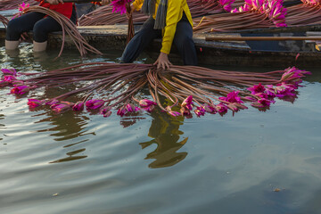 Vietnamese woman rowing a wooden boat harvesting water lilies in the Mekong Delta