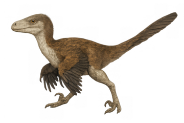 Velociraptor dinosaur running, a prehistoric feathered animal illustration with sharp claws and strong tail, transparent background
