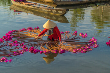 Vietnamese woman rowing a wooden boat harvesting water lilies in the Mekong Delta
