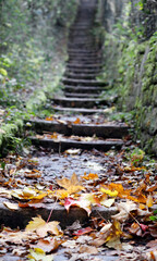 Long, old stone staircase with colorful autumn leaves, nature, bokeh, nostalgia.