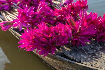 Red water lilies on a wooden boat in the Mekong Delta, Vietnam