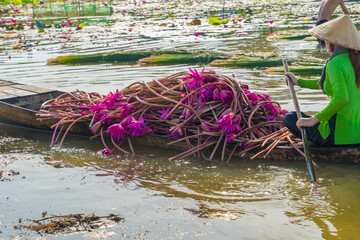 Vietnamese woman rowing a wooden boat harvesting water lilies in the Mekong Delta
