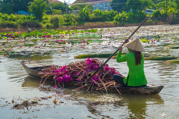 Vietnamese woman rowing a wooden boat harvesting water lilies in the Mekong Delta