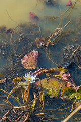 Red water lilies on a wooden boat in the Mekong Delta, Vietnam
