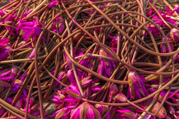 Red water lilies on a wooden boat in the Mekong Delta, Vietnam