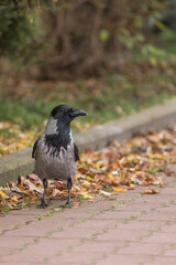 Black and gray crow sits and looks into the camera. Smart bird. Crow's gaze. City birds. Full-length body of a crow. Wise crow. Feeding wild birds. Bird feeder. Communicating with nature. 