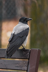 Black and gray crow sits and looks into the camera. Smart bird. Crow's gaze. City birds. Full-length body of a crow. Wise crow. Feeding wild birds. Bird feeder. Communicating with nature. 