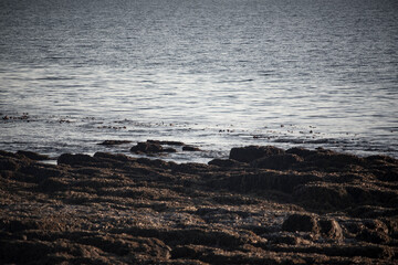 Rocky Shoreline at Low Tide, Iceland