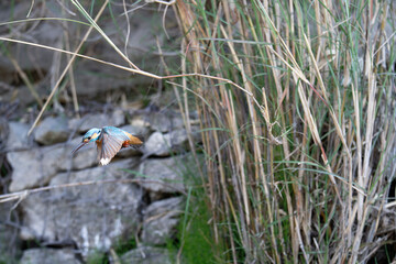 Kingfisher Launching Into a Dive