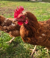 Close-up portrait of a brown free-range hen with a red comb standing in green grass on a sunny day; organic farming, healthy poultry in a natural, outdoor environment.