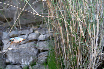 Common Kingfisher Diving from Bamboo