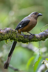 Bornean treepie perched on a branch in the rainforest