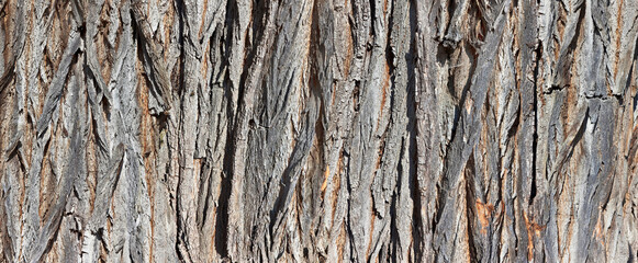 Gnarled bark as a close-up in panorama format.