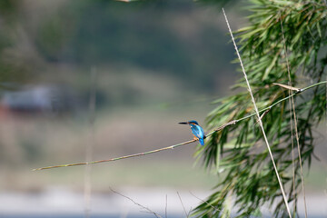 Vibrant Kingfisher Resting on Bamboo
