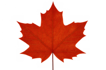 Red maple leaf representing autumn season and canadian national symbol with transparent background