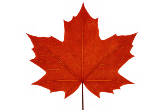 Red maple leaf representing autumn season and canadian national symbol with transparent background