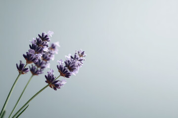 closeup of blooming lavender isolated against clean background