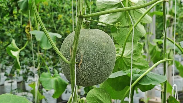 Fresh melon fruit
