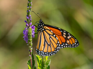 Monarch butterfly feeding on a hoary vervain flower in a natural area near Boscobel, Wisconsin.
