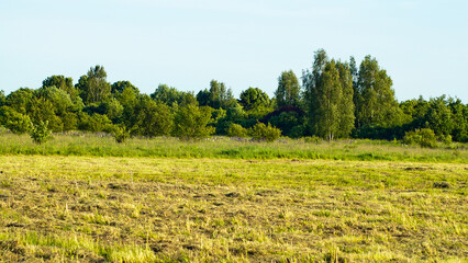 summer landscape, in the photo meadow, trees and blue sky