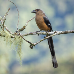 Bornean treepie perched on a branch in the rainforest