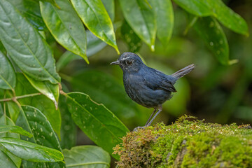 Bornean shortwing (male) perched on a moss-covered rock 