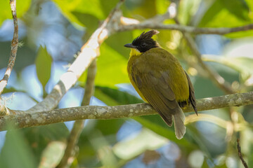 Bornean bulbul perched on a branch 
