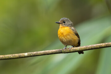 Dayak blue flycatcher perched on a branch