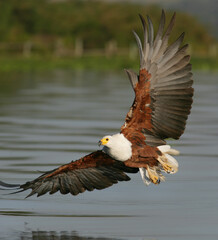 “A diverse collection of wild and domestic animals, featuring majestic wildlife, cute pets, exotic species, forest creatures, ocean life, and nature’s beauty in one captivating animal theme.”