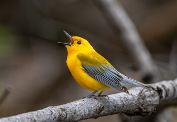 Male Prothonotary Warbler singing at Woodman Lake near Boscobel, Wisconsin, in a Driftless Area natural setting.
