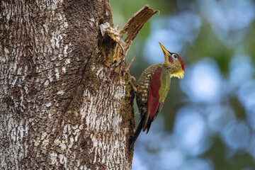 Crimson-winged Woodpecker perched on a tree